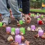 Jaarlijkse Bollenplantdag
